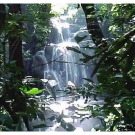 Crema Colágeno Y Concha Nácar Regeneración Celular Arrugas