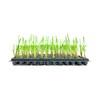 Pampas Grass | Cortaderia Selloana | 10 Live Plants |