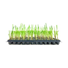 Pampas Grass | Cortaderia Selloana | 10 Live Plants | Flowering Ornamental Foliage