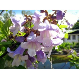 Buy Rare Seeds Paulownia tomentosa | Foxglove Empress Tree | Kiri | 100_Seeds