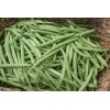 Southeast Seeds Provider Bush Green Bean Seeds, NON-GMO, Stringless, High