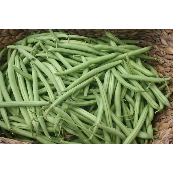 Southeast Seeds Provider Bush Green Bean Seeds, NON-GMO, Stringless, High