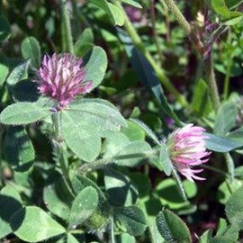 Hykon Rose Clover - 1 LB ~270,000 Seeds - Non-GMO, Open Pollinated, Annual - Cover Crop, Ground Cover, Pasture - Farm & Garden