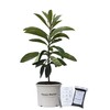 Loquat Tree Large Fruiting Tree - Includes Planting Kit (2-3