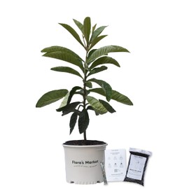 Loquat Tree Large Fruiting Tree - Includes Planting Kit (2-3 ft.)