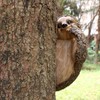 Sloth Sculpture Hand Painted Finish Resin Vivid 22x10x14.5cm Outdoor Sloth