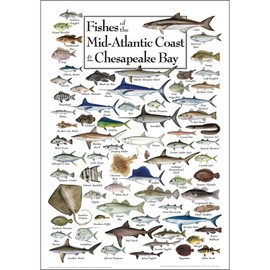Earth Sky + Water - Fishes of the Mid-Atlantic Coast & Chesapeake - Poster