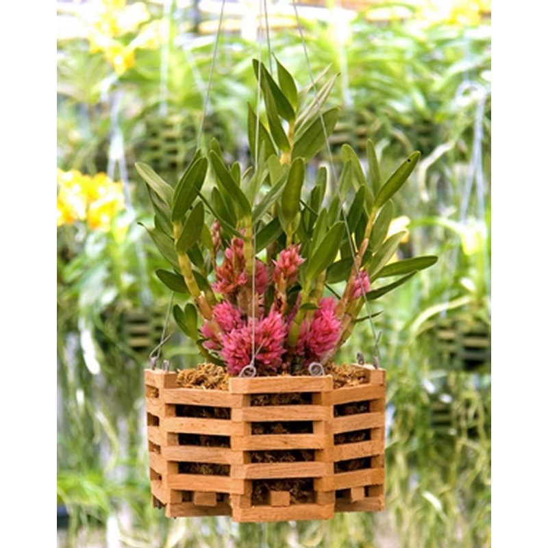 Sun Bulb 51720 Better GRO Octagon Cedar Basket, 8" (Single