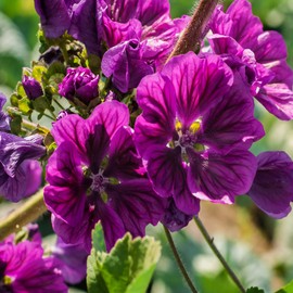 Outsidepride Hollyhock Mauritiana Flower Seed - 1000 Seeds