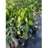 Unbranded Grapefruit PUMMELO ( Big White Fruit) 3ft Up Grafted
