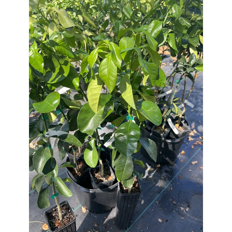 Unbranded Grapefruit PUMMELO ( Big White Fruit) 3ft Up Grafted