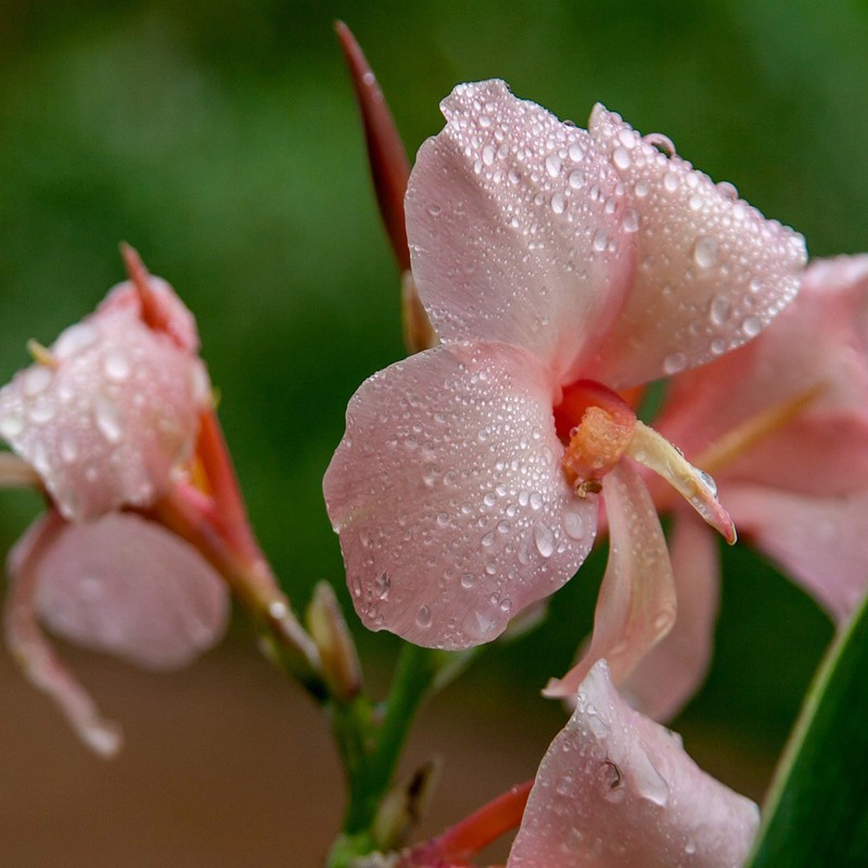 Outsidepride Rose Canna Seeds - 20 Seeds