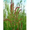 Sheep Sorrel Herb, Wild Crafted C/S - Dried Rumex acetosella