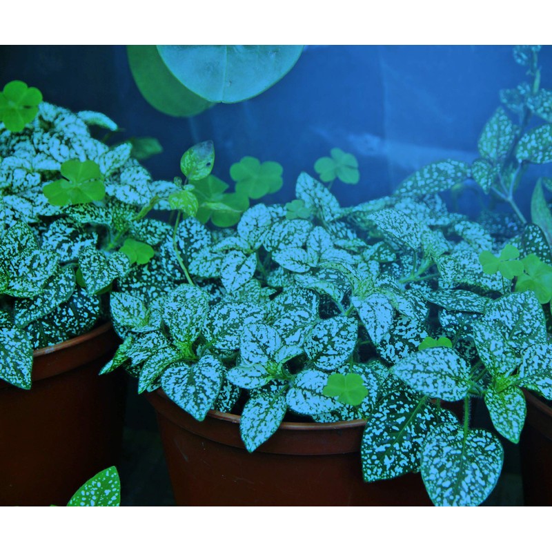 Miracle LED Modular Grow Solutions 3-Step Life Cycle Indoor Grow