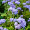 Ageratum Seeds - Dondo Blue - Packet - Blue Flower
