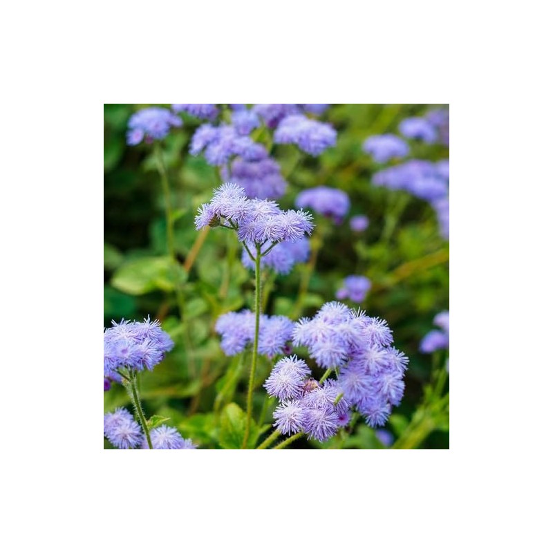 Ageratum Seeds - Dondo Blue - Packet - Blue Flower