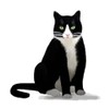 CafePress Black And White Tuxedo Cat Magnets Rectangle Magnet, 3"x2"