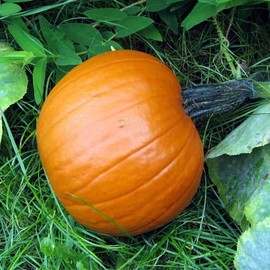 Spookie Pumpkin (Cucurbita Maxima) Vegetable Seeds, Great for Carving, Good Flesh Quality, Attracts Pollinators, Robust Growth, Seeds by MySeeds.Co, You Choose The Amount (1 oz)