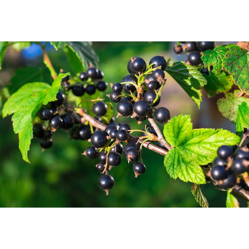 Pure Herbs: Black Currant - 1 oz.