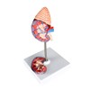 Science Resource S09030 Life-Size Kidney Model - 2 Parts |