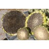 50+ Giant Mongolian Sunflower Seeds --- NON GMO -- HEIRLOOM