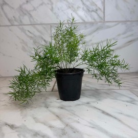 Asparagus Densiflorus Sprengeri Fern, 4" Plant