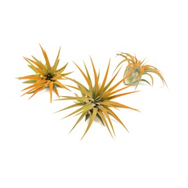 Tangerine Colorful Tillandsia Air Plants - Long Lasting Color Enhanced Live Tillandsia Succulent House Plants - Home and Garden Decor - Easy Care Indoor/Outdoor Plants (Ionantha Rubra, Single)
