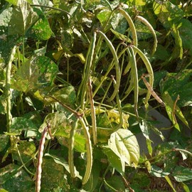 TomorrowSeeds - Mississippi Silver Hull Cowpea Seeds - 50+ Count - for 2025 Planting Southern Silverskin Silverhull Brown Crowder Cowpeas Field Pea Green Bean Vegetable Grow Your Own Home Farm Patio