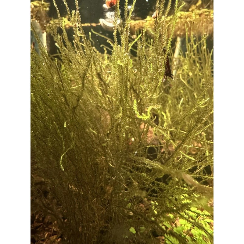 *INSTANT AQUARIUM CYCLE* Bacteria Starter With Live Microfauna + Plants