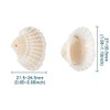 Small Tiny Sea Shells White Clam Bulk Natural Seashell for