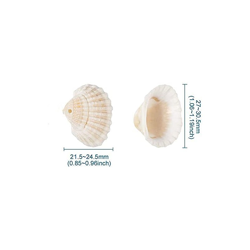 Small Tiny Sea Shells White Clam Bulk Natural Seashell for