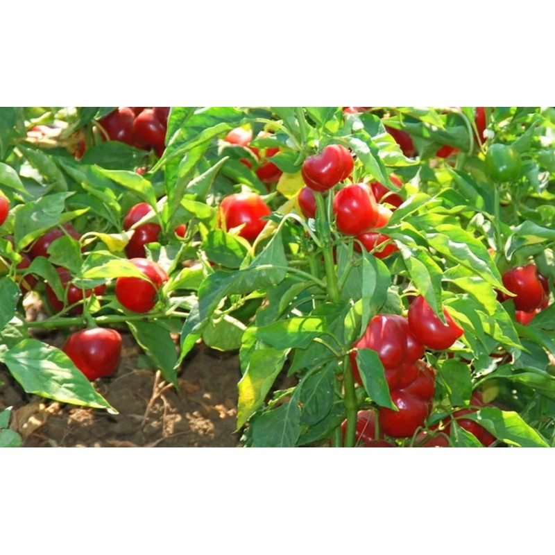 Southeast Seeds Red Cherry Hot Pepper Seeds, Cherry Bombs, Pimenta,