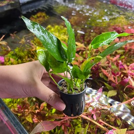 SubstrateSource Anubias Live Aquarium Plants - Potted Freshwater Plant for Fish Tanks, Terrariums - Beginner Friendly Low Light (Short and Sharp, 1 Pot)