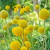 Outsidepride Billy Button Craspedia Globosa Seeds - 2000 Pcs Perennial,