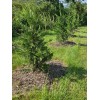 Simple Tree Fast Draining Mix, Indoor Outdoor, Organic, Soil-less, Peat-Free,