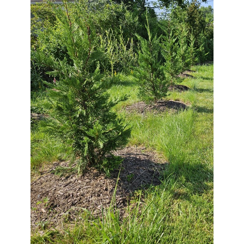 Simple Tree Fast Draining Mix, Indoor Outdoor, Organic, Soil-less, Peat-Free,