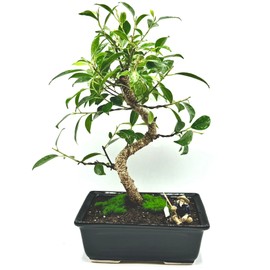 Spiraling Ficus Bonsai Tree in Decorative Planter, 12 inches Tall (Spiraling, L)