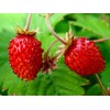 Alpine Wild Strawberry Deese des Valles Runless remontant 100+ Seeds