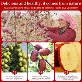 Baihuatang Jujube Dates Red Dates Chinese Red Date 1.1lb/500g Large-size Jujubees High Grade Fruit Jujubes Healthy Dried Fruit Superfood Snack, No Preservatives, Vegan, Kosher, Sweet Crispy Small Core 红枣 大枣