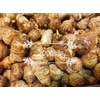 READY 2 GROW 20 LIVE Bulbs Colocasia Esculenta Elephant Ear Taro Gabi Kalo Eddo