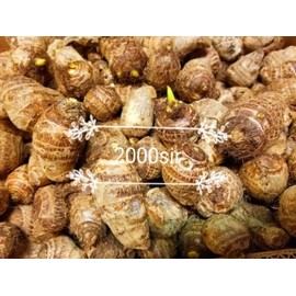 READY 2 GROW 20 LIVE Bulbs Colocasia Esculenta Elephant Ear Taro Gabi Kalo Eddo