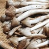 Premium Wild Termite Mushrooms in Vegetable Oil – 12.7oz Jar
