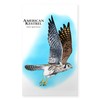 CafePress American Kestrel Rectangle Bumper Sticker Car Decal