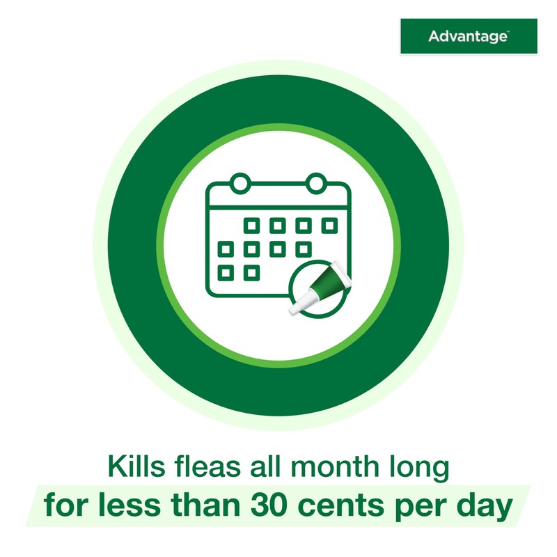Advantage Topical Cat Flea Treatment and Prevention for Large Cats