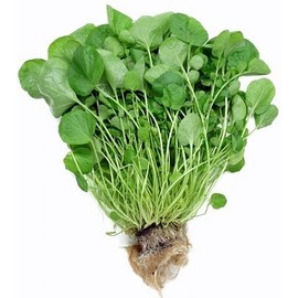 Cress Upland Great for Sprouting Garden Herb by Seed Kingdom 1 Oz Seeds
