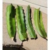 Cactus Robles Red Dragon Fruit (Pitaya)- 2 Cuttings 8-10 Inch