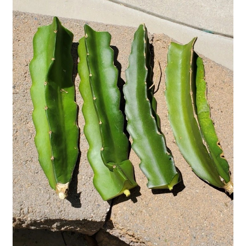 Cactus Robles Red Dragon Fruit (Pitaya)- 2 Cuttings 8-10 Inch