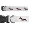 Small 'Dachshund In Rainbow Coat' Dog Collar (PR00023163)