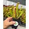 Sarracenia 'Bug Bat' - Red‑Hooded Carnivorous Pitcher Plant- Sarracenia Hybrid -