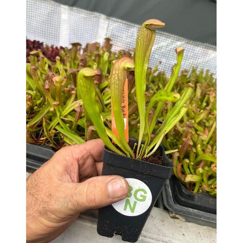 Sarracenia 'Bug Bat' - Red‑Hooded Carnivorous Pitcher Plant- Sarracenia Hybrid -